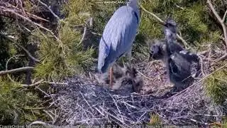 Herons Online Giżycko Forest District, Poland, Zbyszko and Jagienka, Saule and Perkun 08 May 2023