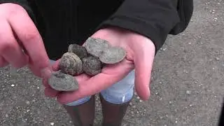 Introducing the Fossils of Penn Dixie