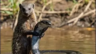 &ldquo;Deadly River Encounter: King Cobra vs Mongoose | A Brutal Fight for Survival&rdquo;