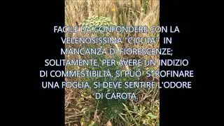PASTINACA SELVATICA (PASTINANA SATIVA)