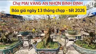 Mai v&agrave;ng An Nhơn B&igrave;nh Định - Gia Lai | B&aacute;o gi&aacute; mai v&agrave;ng ng&agrave;y 13 th&aacute;ng chạp (tết 2026)