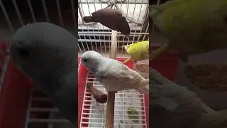 #parrot #budgies #birds #pets #tamil #lovebird #bird #pet #best #perfection