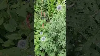 Kogeldistel  Echinops bannaticus