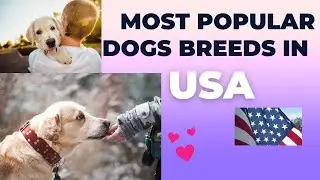 MOST POPULAR DOG BREEDS IN USA #dogs  #doglover