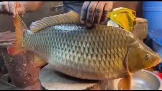 Amazing Cutting skills! GiantGolden Carp Fish Cutting and Huge Egg Collection Skills by Expert I
