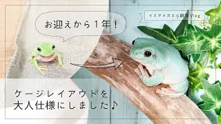 お迎えから１年！ケージレイアウトを大人仕様にしました♪【イエアメガエル飼育Vlog】