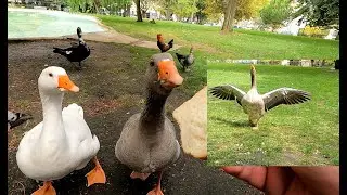 ASMR Hand Feeding Crazy goose , ducks , roosters , baby duck etc