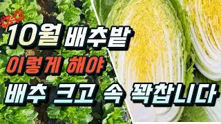 배추. 맛있고 크게 키우려면 10월~수확까지 꼭 해야 할일.