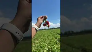 Strawberry farm🍓✨#strawberrypicking #farm #sunshine #loveforever #weather her #canada
