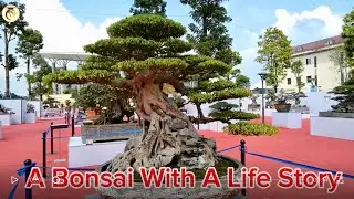 Huyen Phuong Vu | A Bonsai Shaped by Time and Fate