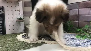 120598　シェルティ