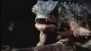 Budweiser Lizards - Take me out to the Ball Game