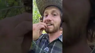 Как есть сырую крапиву #на природе #собирательство #еда #выживание #выживание в лесу #кемпинг
