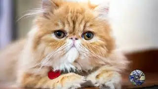10 GATTI PIU' BELLI AL MONDO