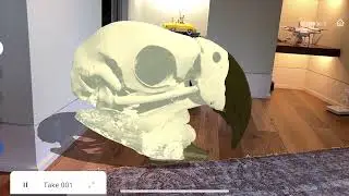 Bird skull animated with EON Illuminate Self-Directed Student learning by creating the Metaverse