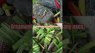 Ornamental fish have many uses #aquarium #fish #duclongbong #fishtank #aquariumfish