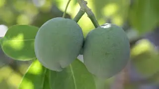 JUILLET 2025 : Au Mazet, comment les plantes r&eacute;agissent &agrave; la s&eacute;cheresse ?
