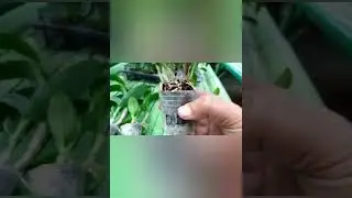 Anggrek Keriting  ID Cantik ,6 plant cuma 150.000 Rupiah Saja. #anggrek #orchid #shorts #keriting