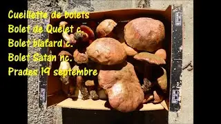 Cueillette champignons Bolets de Qu&eacute;let Bolets blafards Bolets Satan Prades 19 septembre 2021