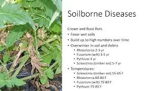 Management of Common High Tunnel Tomato Diseases