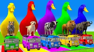 5 Giant Duck Cartoon,Cow,Elephant,T-Rex,Tiger,Lion, Paint Wild Animals Crossing Fountain Animation