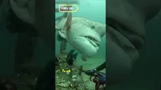 Napoleon's and diver interaction  #divertido #napoleon #fish #interaction #animalsea #shorts