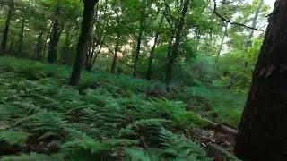 Forest flying 🌳