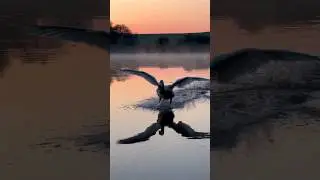 Лебединый бит на рассвете. Прошлой весной. #лебедь #милоевидео #nature #birds #duck #мило #wildlife