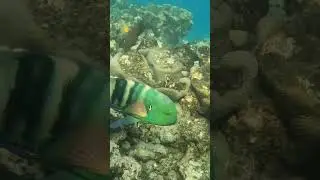 Wow the Broomtail Wrasse is so Cool and Colorful! #reeflife #fishvideo #marinelife #seacreature