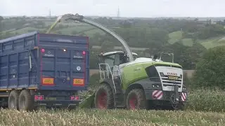 Claas 970 harvesting Maize 2023