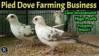Pied Dove Business Plan | Diamond Pied Dove feasibility | Dove bird | Diamond dove | Bird | business