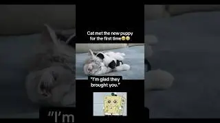 Cats new sibling🥹 #fyp #viral #animals #cats #cat #dogs #dog #kitten #puppy #aww #fypシ #shorts #yt