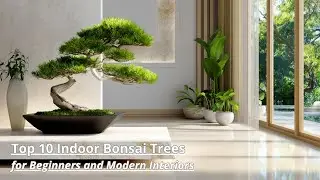 Modern Bonsai Ideas: Transform Your Home Garden with Miniature Trees