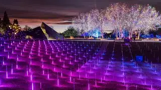 Blossoms of Light opening at Denver Botanic Gardens