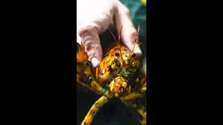 Rare calico lobster caught off coast of Massachusetts now at Northeastern