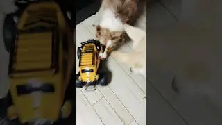 Car chasing #youtubeshorts #coquilatte #dog #cute #animals