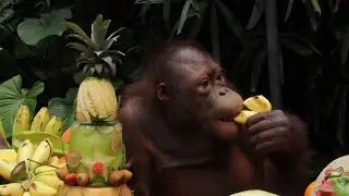Orangutans 1st Anniversary Celebration at Bali Zoo