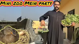 Mini Zoo Mein Party - Daily Routine Revealed 