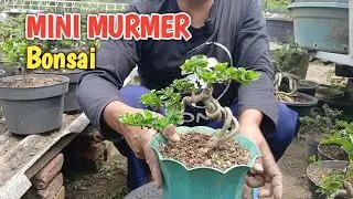 Bonsai mini murmer