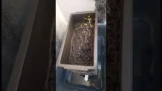 Alimentando as minhocas na composteira