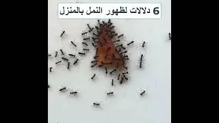 6 دلالات علي وجود النمل بالمنزل وايه علاقته بالحسد
