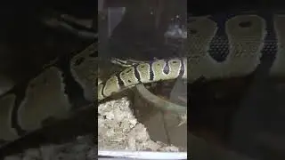 ball python #snake #python |you're friend ! |