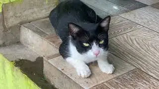 The smart push cat at the fish selling shop