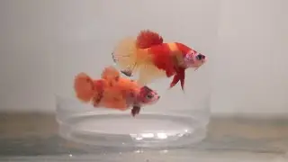 nemo candy betta fish pairs.
