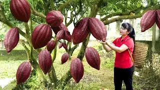 Highland Girl Harvesting Giant Cocoa to the Market to Sell ​- Harvest, Selling & Cooking