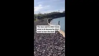 Angry duck sneaks up and bites man at fishing pond in Scotland