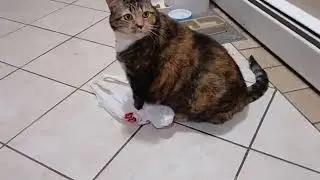 Cat vs. Plastic Bag: Adorable Frenzy You Can&rsquo;t Look Away From