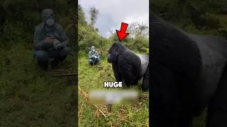 Silverback Gorilla Powerful Chest Beat.