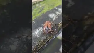 The Common Cockchafer flying beetle uk.