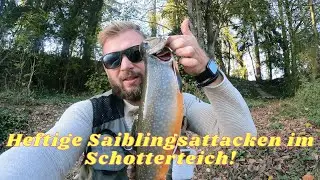 Dicke Saiblinge BEISSEN wie verrückt!